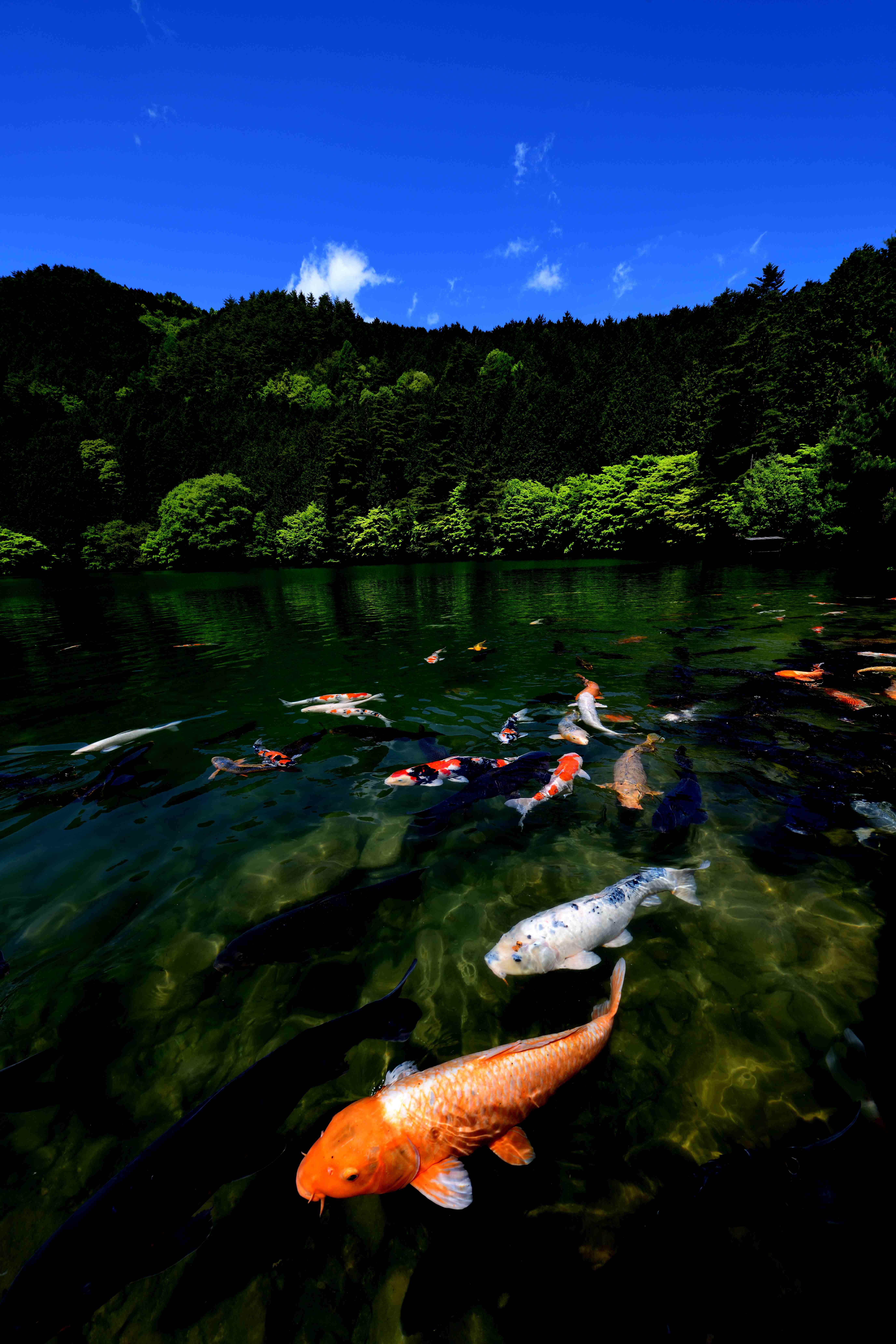 A fantastic picture of koi at Lake Inagako (Photo: Tomiya Niitsu)