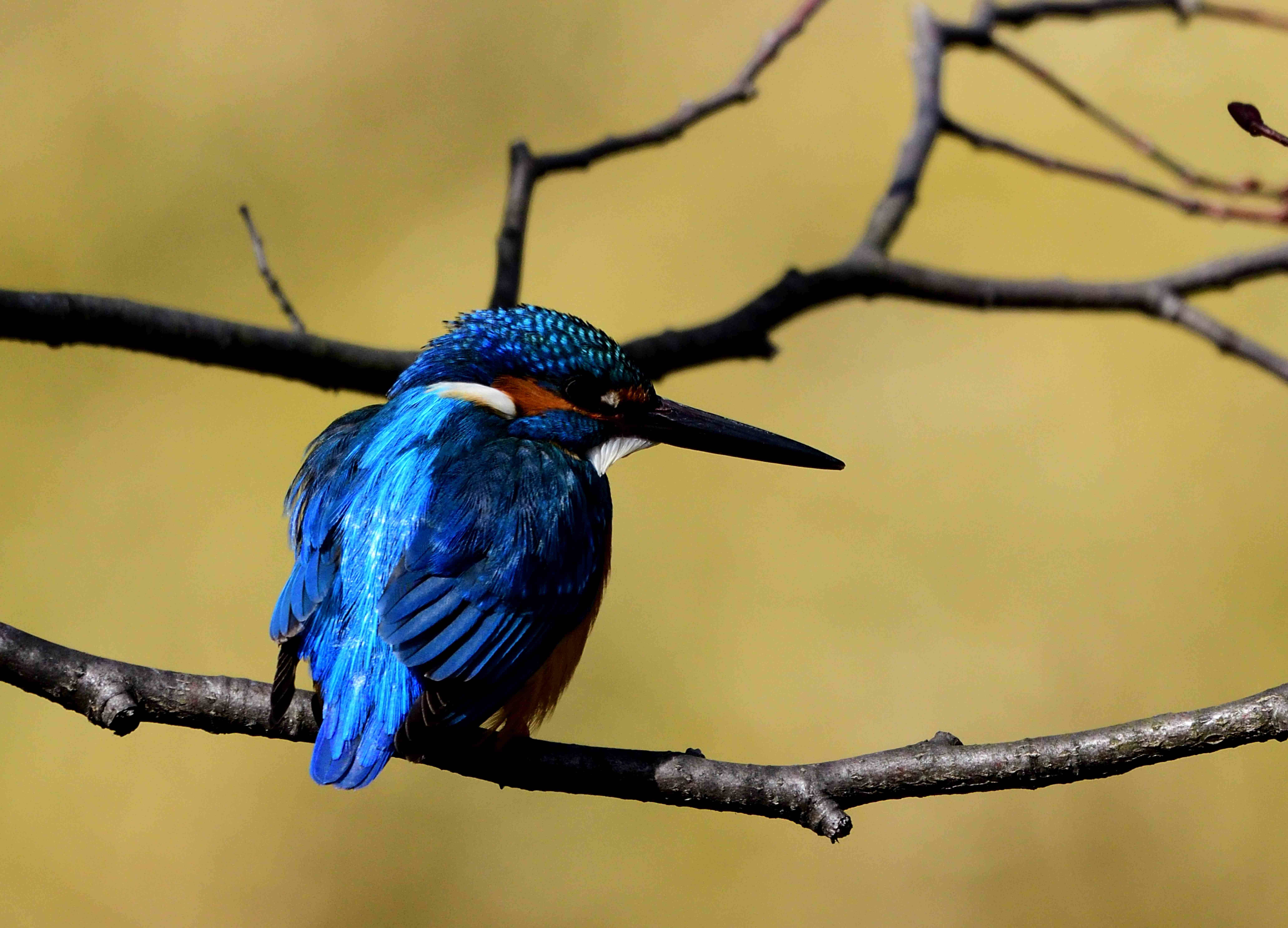 甲府市カワセミ (4)