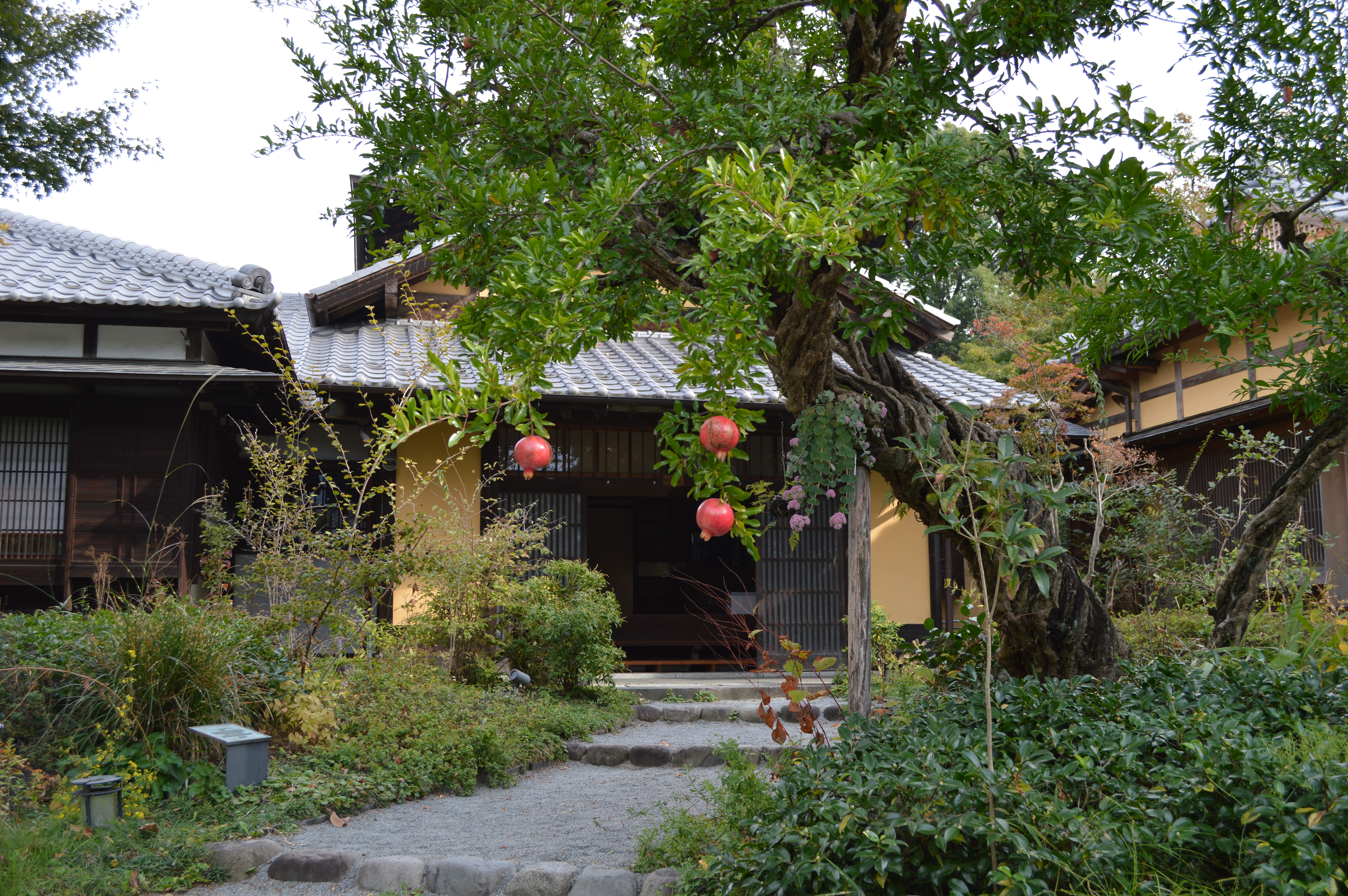 I love the gnarled pomegranate tree at the entrance to the main house.