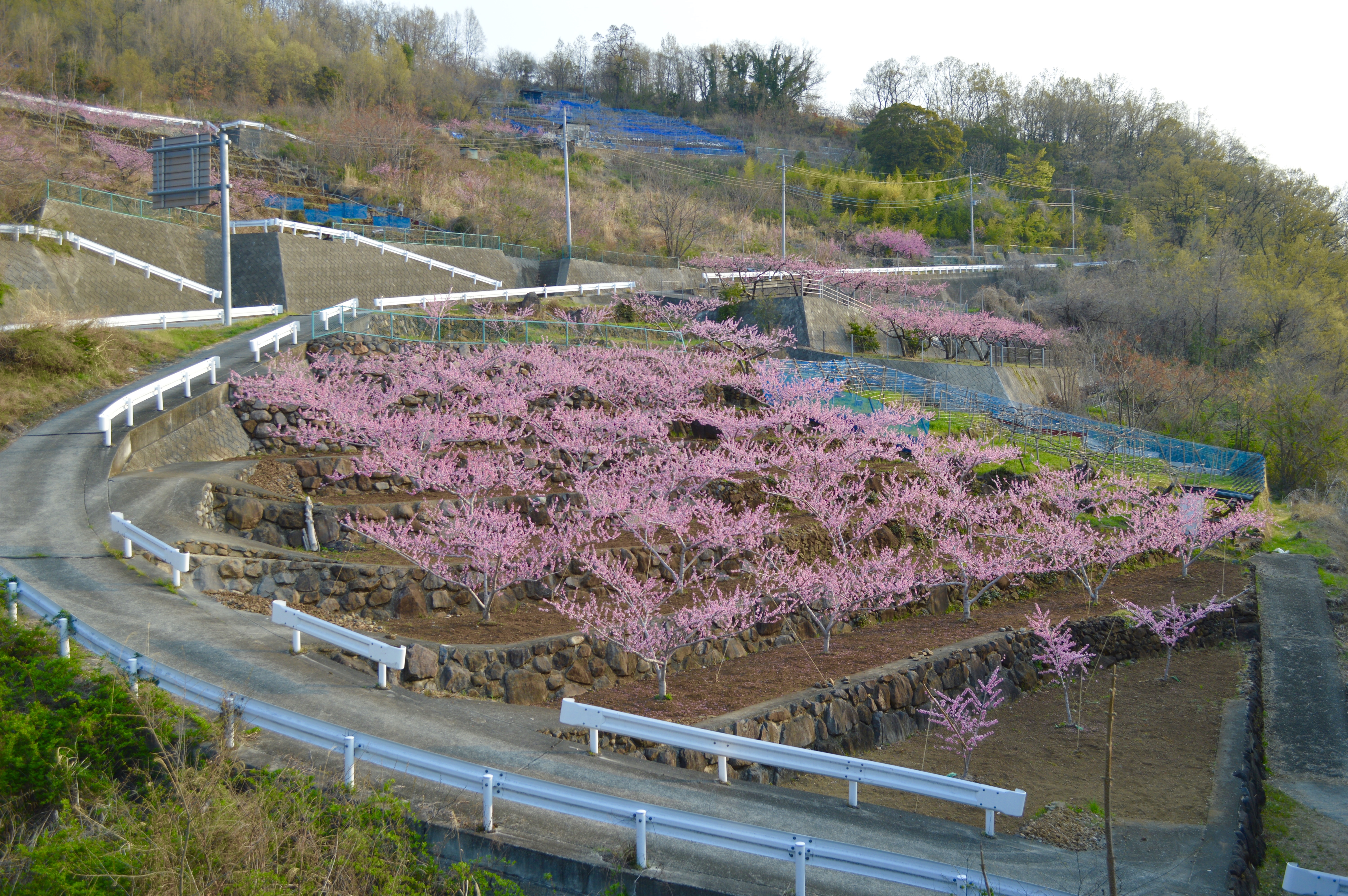 Yamanashi Fruit Line 1