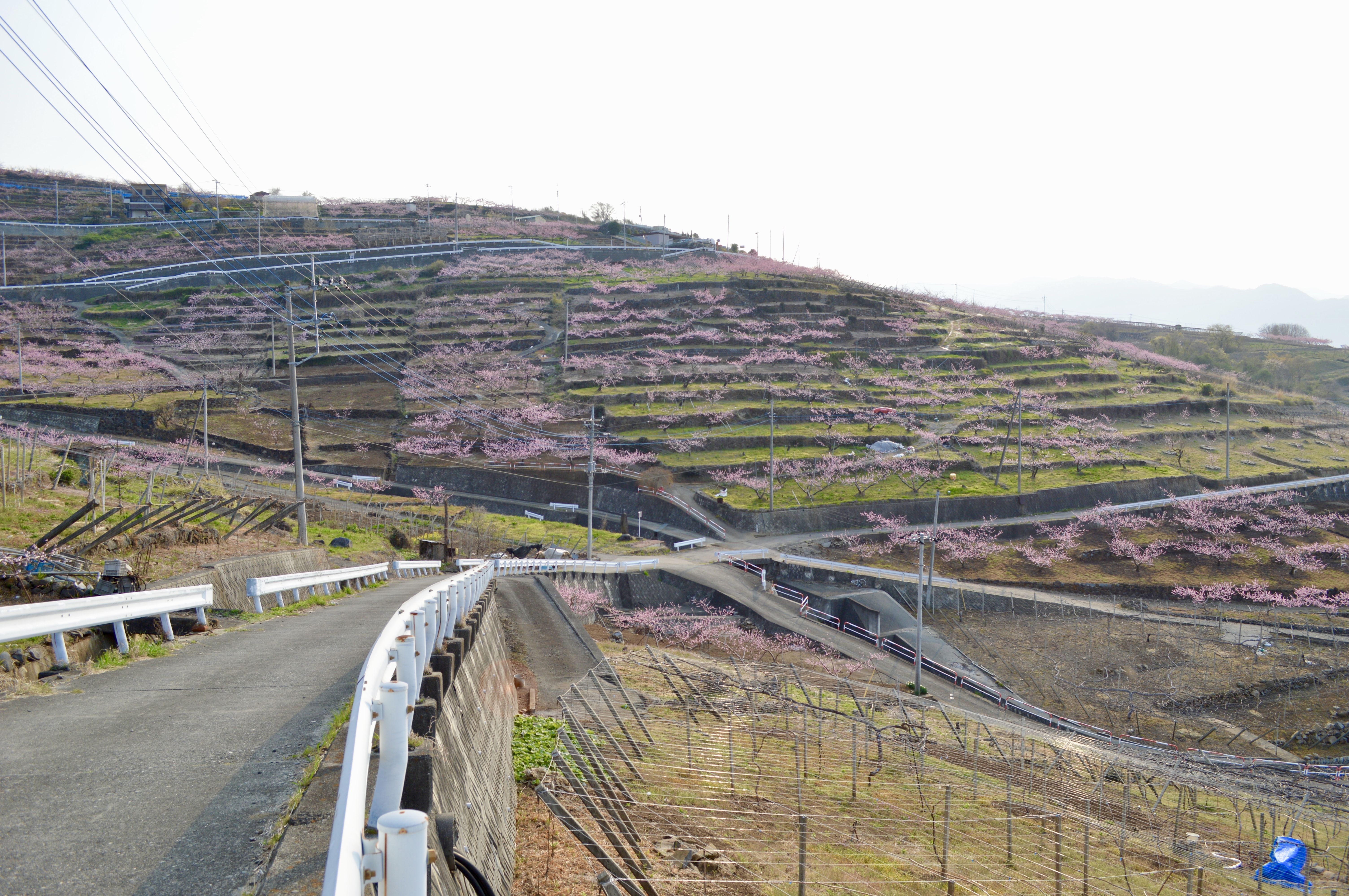 Yamanashi Fruits Line 4