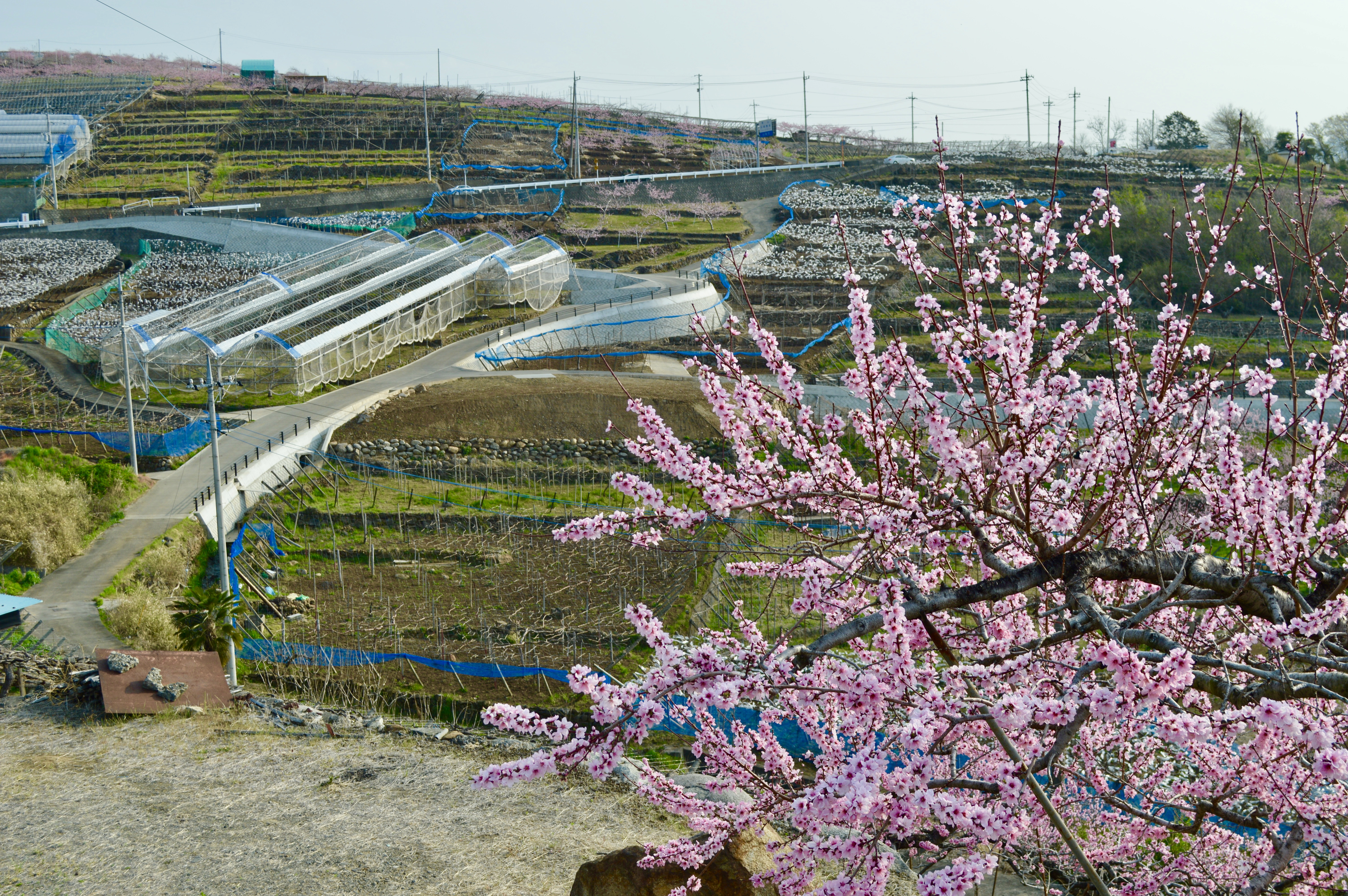 Yamanashi Fruits Line 5