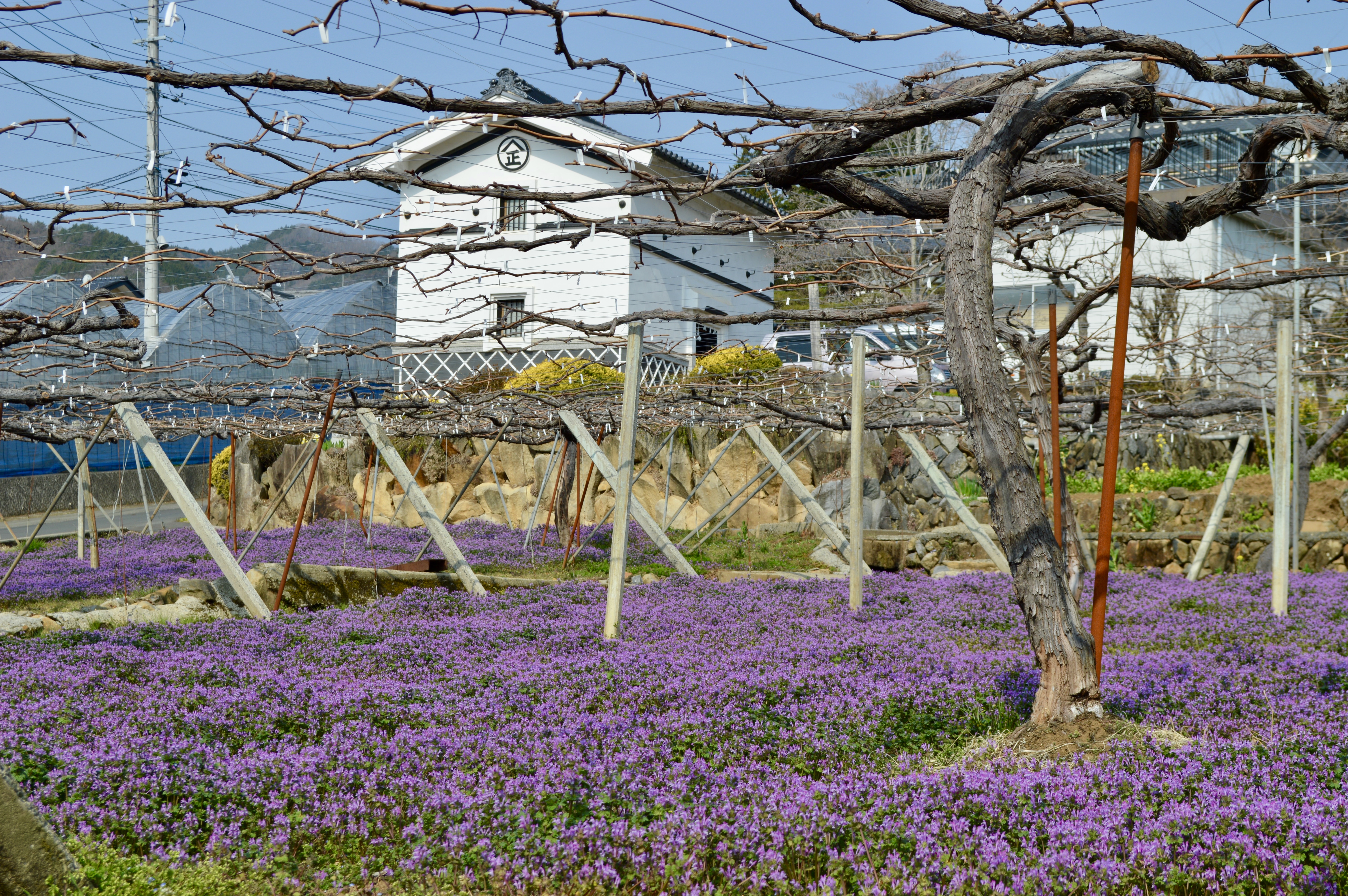 Yamanashi Fruits Line 9