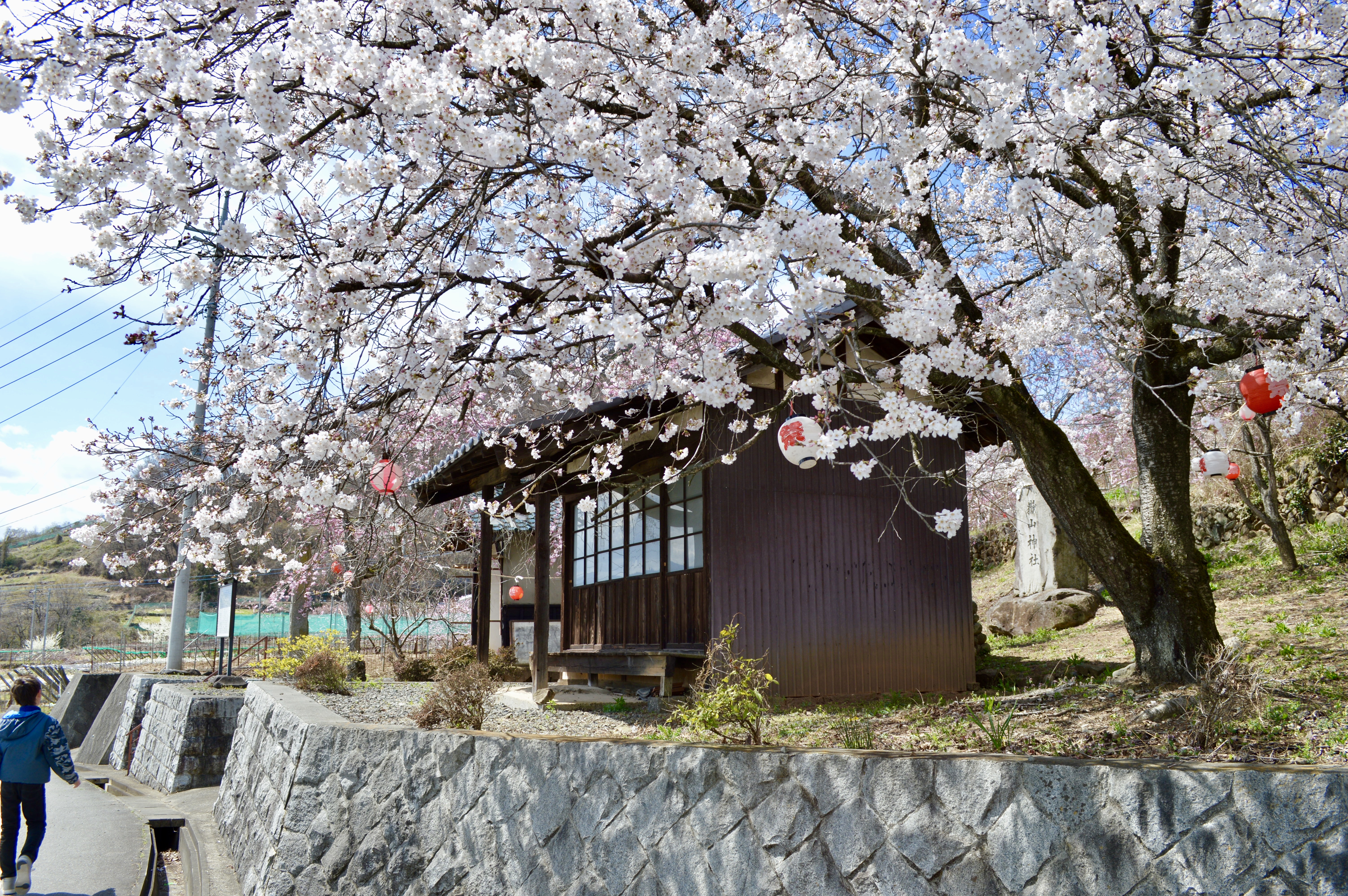 Yamanashi Fruits Line 3