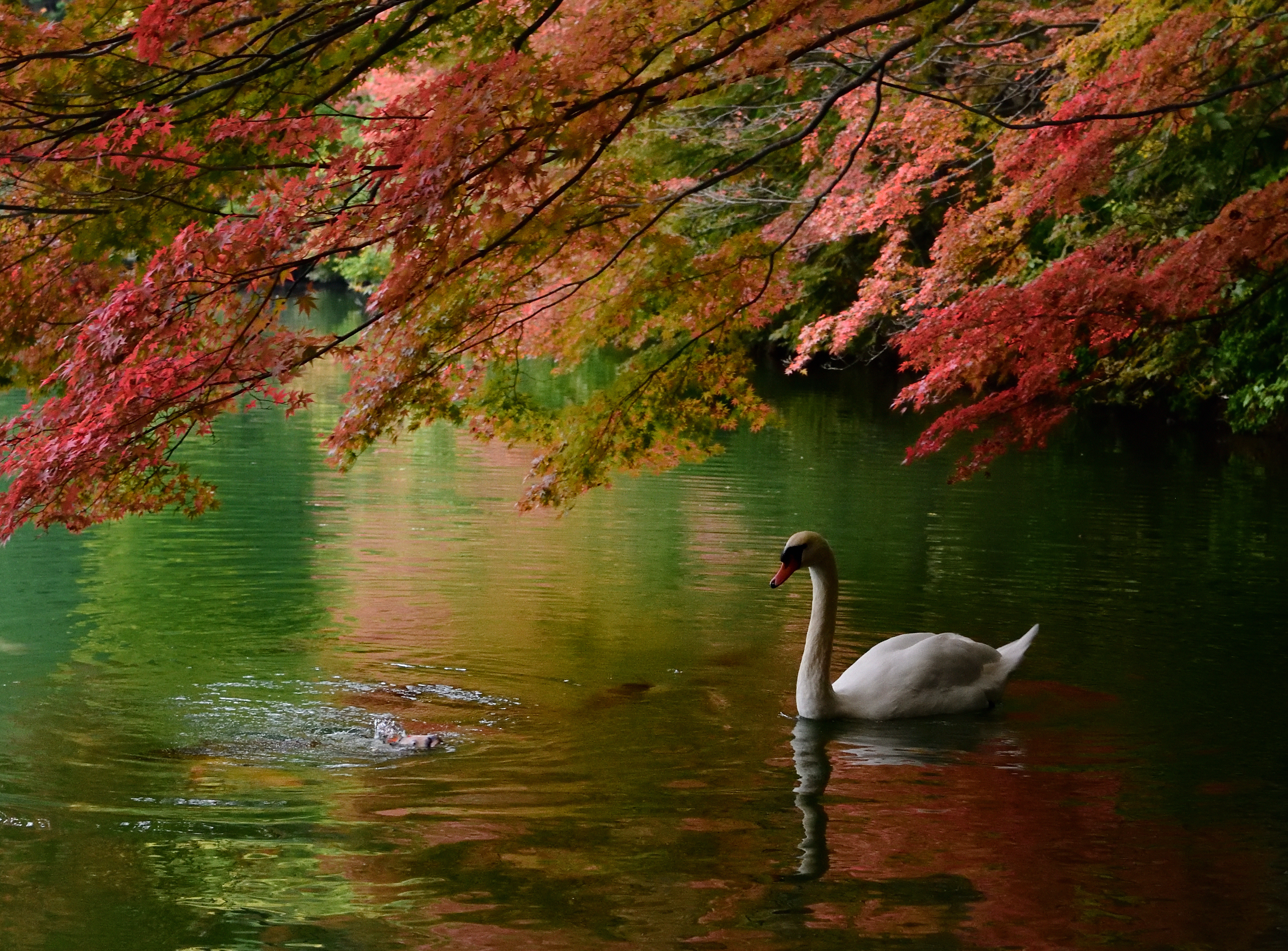 Photo by Tomiya Niitsu